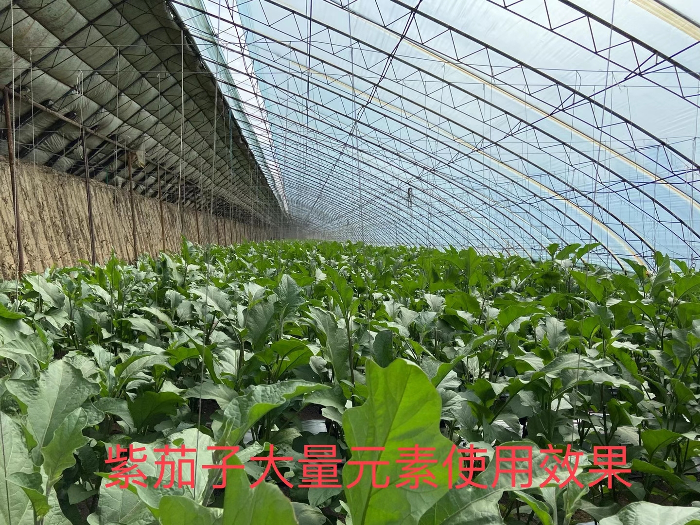 立杉水溶肥的效果怎么樣？看看在茄子上效果反饋