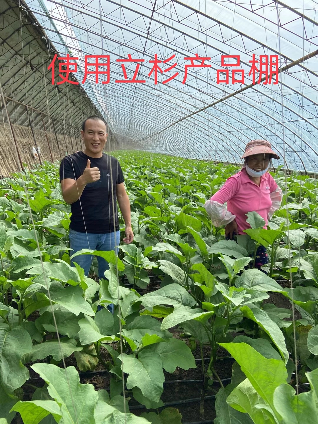 <a href=http://m.getitglobal.cn target=_blank class=infotextkey>上海立杉</a>水溶肥在北方暖棚茄子上的效果反饋2