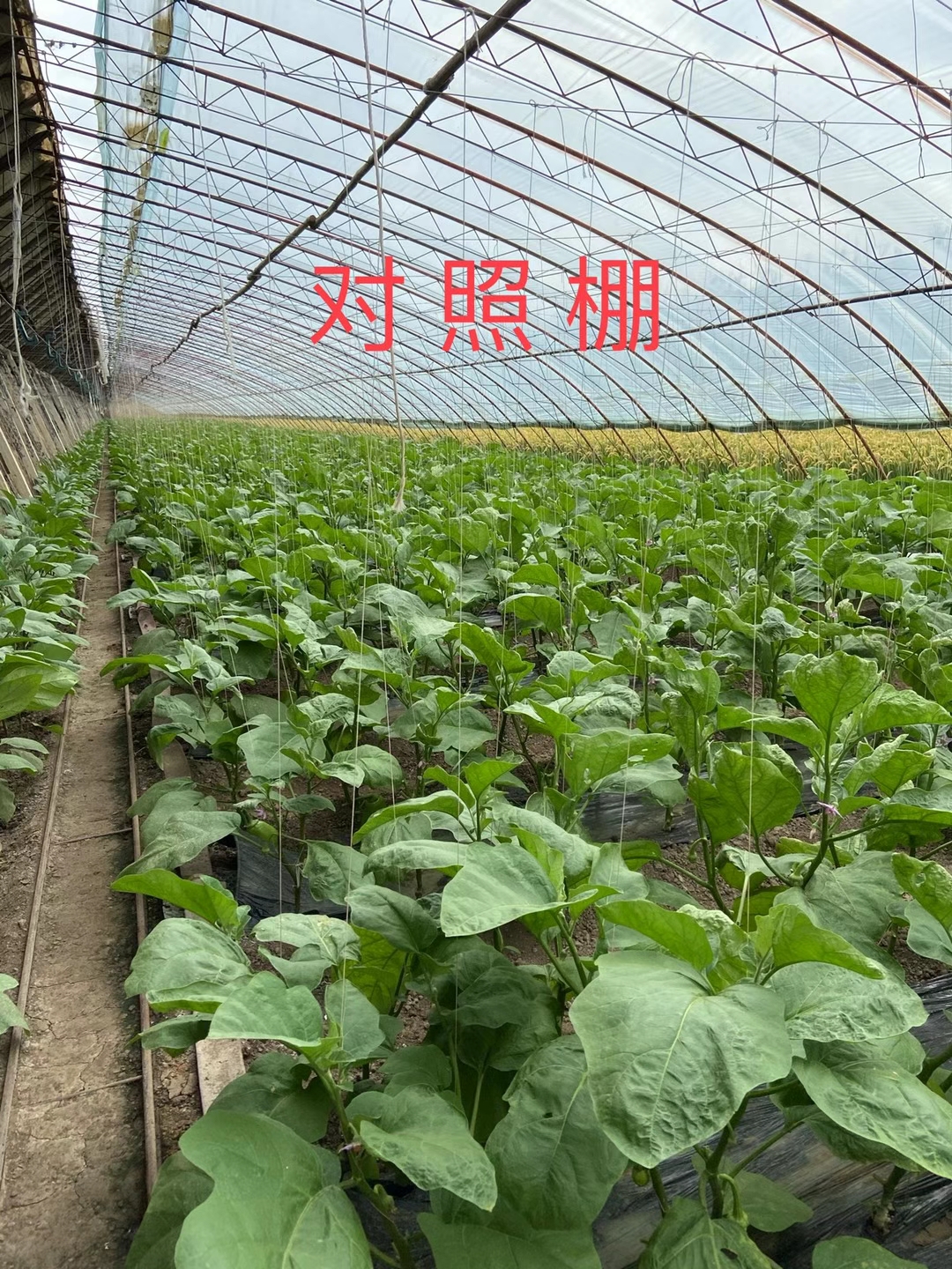 <a href=http://m.getitglobal.cn target=_blank class=infotextkey>上海立杉</a>水溶肥在北方暖棚茄子上的效果反饋3