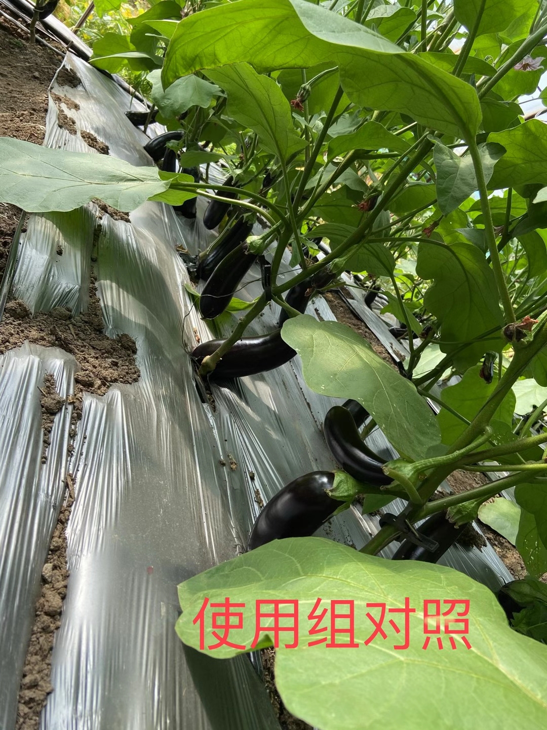 <a href=http://m.getitglobal.cn target=_blank class=infotextkey>上海立杉</a>水溶肥在北方暖棚茄子上的效果反饋5