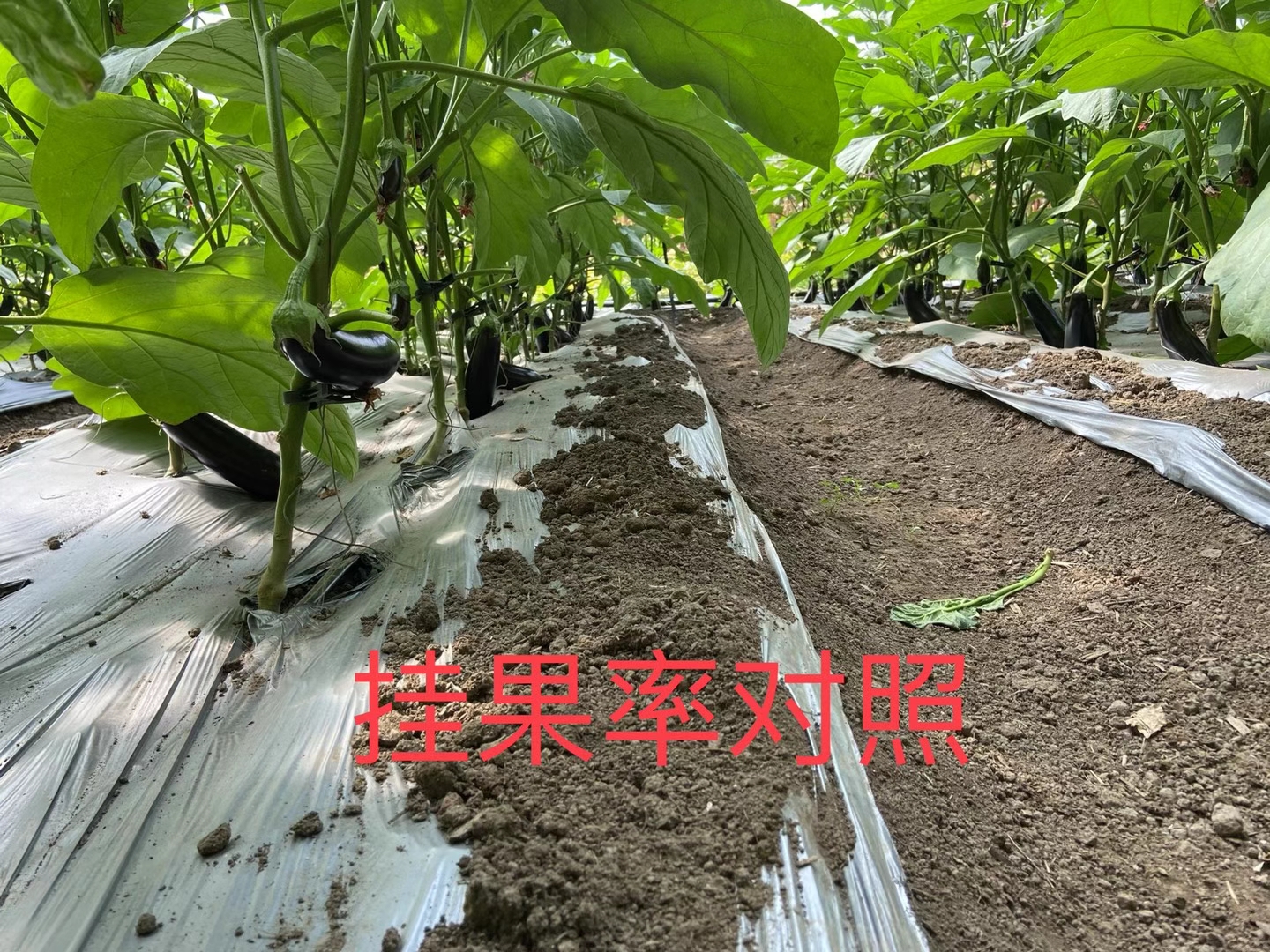 <a href=http://m.getitglobal.cn target=_blank class=infotextkey>上海立杉</a>水溶肥在北方暖棚茄子上的效果反饋4